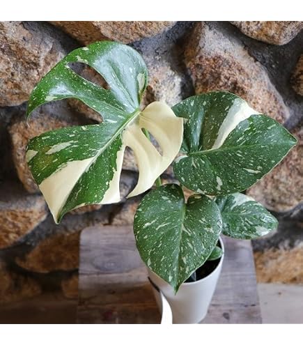 Amazon｜斑入りモンステラ／80cm前後（7号）｜観葉植物 オンライン通販